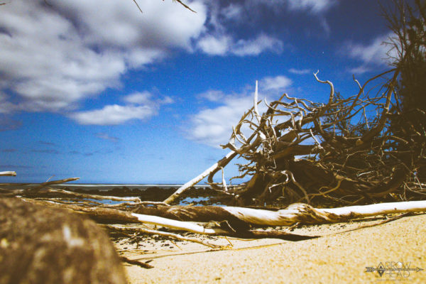 makalewena_roots_longexposure